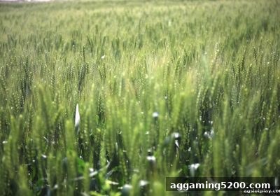 电子彩票市场角力与未来演进路径：ag电子娱乐视角