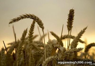 ag电子娱乐深度指南：美高梅极速赛车投注策略与百家乐路单解读手册