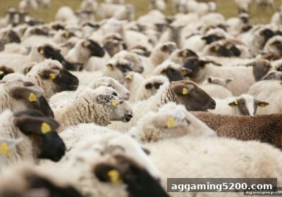 ag电子娱乐带你探索世界杯龙虎斗：经典战役回顾与理性互动策略